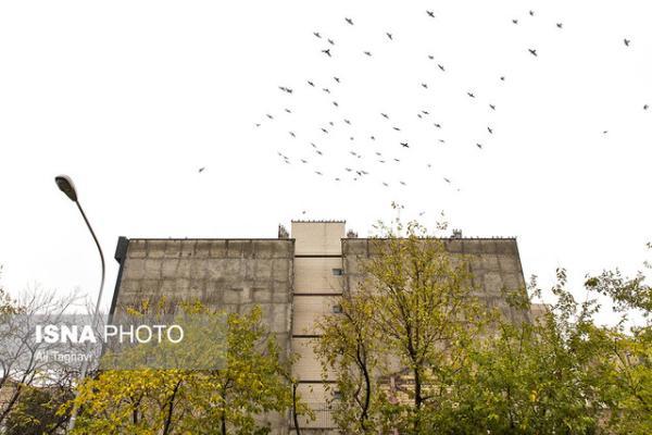 وزش باد در تهران، افزایش دما تا پنجشنبه وزش باد در تهران، افزایش دما تا پنجشنبه