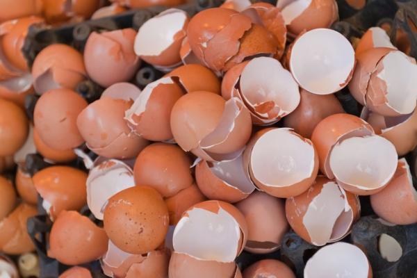 8 علت مهم برای نگهداری پوست تخم مرغ