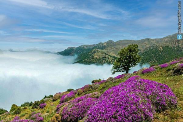 زیباترین جنگل سلطنتی جهان که ورودش برای ایرانی ها آزاد و رایگان است