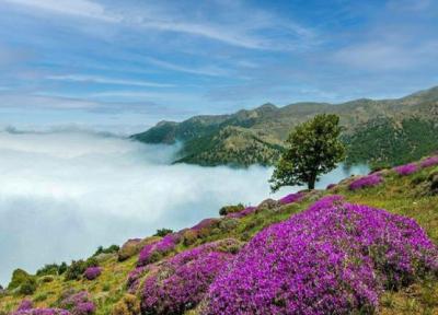زیباترین جنگل سلطنتی جهان که ورودش برای ایرانی ها آزاد و رایگان است