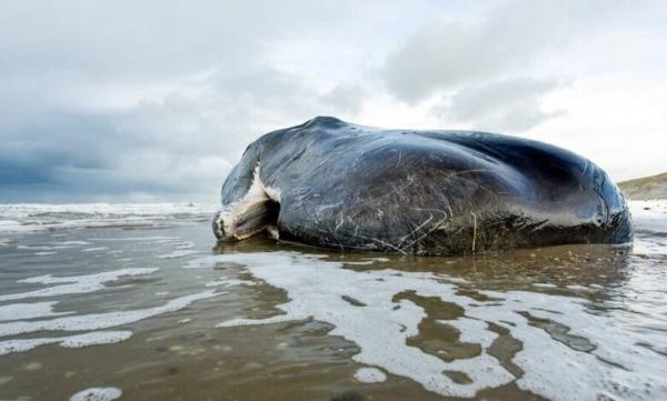 در دل نهنگ مرده گنج پیدا شد؛ طلای شناور نیم میلیون دلاری