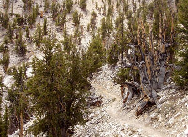 قدیمی ترین درخت دنیا کجاست؟